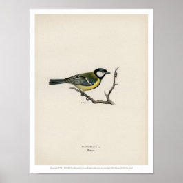 Vintage Bird Illustration - The Great Tit ポスター