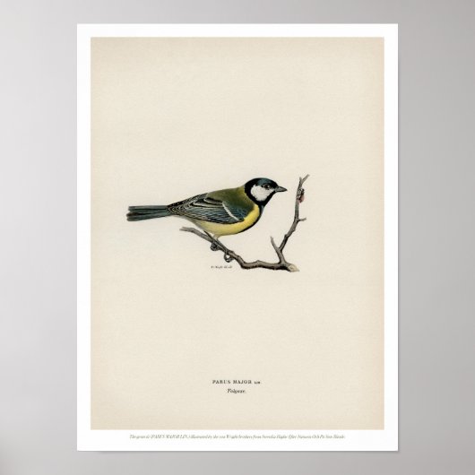 Vintage Bird Illustration - The Great Tit ポスター (正面)