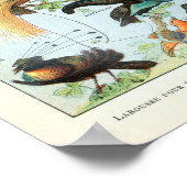 Vintage Birds of the World ポスター (角)