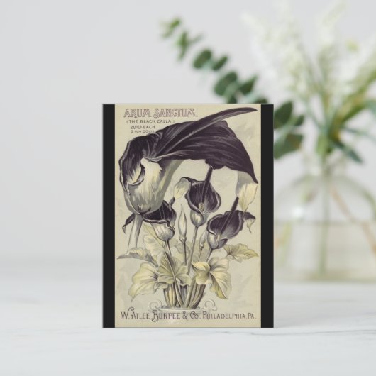 Vintage Black Calla Lilies ポストカード (スタンド正面)