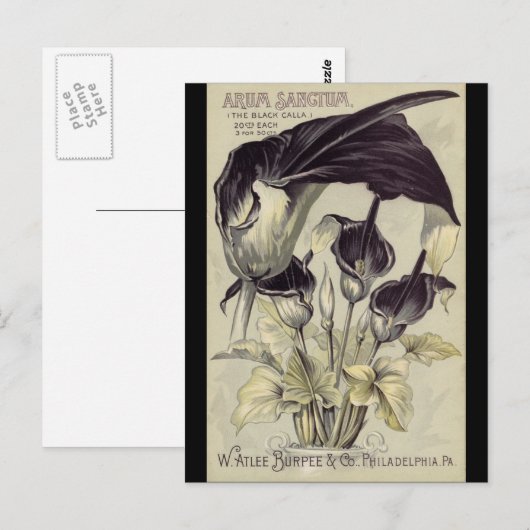 Vintage Black Calla Lilies ポストカード (正面/裏面)