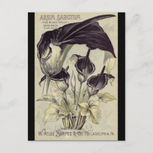 Vintage Black Calla Lilies ポストカード