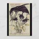 Vintage Black Calla Lilies ポストカード (正面)