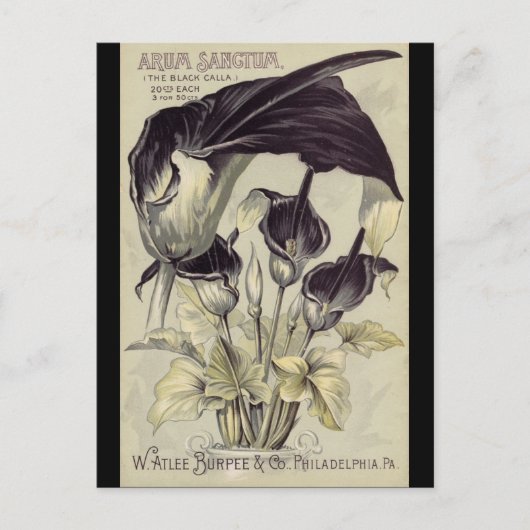 Vintage Black Calla Lilies ポストカード (正面)