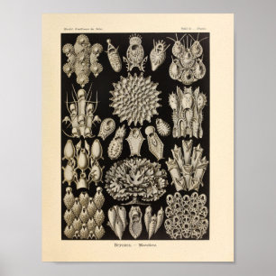 Vintage Black Ernst Haeckel Ocean Life Print ポスター