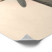 Vintage Black kite Bird ポスター (角)