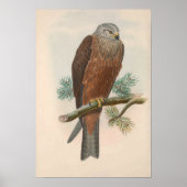 Vintage Black kite Bird ポスター (正面)