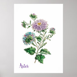 Vintage Blue and Purple Botanical Aster  ポスター