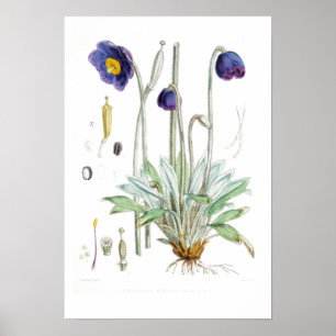 VINTAGE BOTANICAL "BLUE POPPY" REDOUTÉ POSTER ポスター