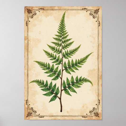 Vintage Botanical Fern Study Art ポスター (正面)