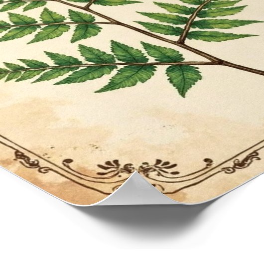 Vintage Botanical Fern Study Art ポスター (角)
