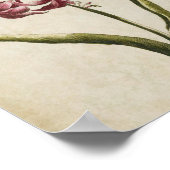 Vintage Botanical Floral Guernsey Lily Print ポスター (角)