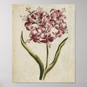 Vintage Botanical Floral Guernsey Lily Print ポスター