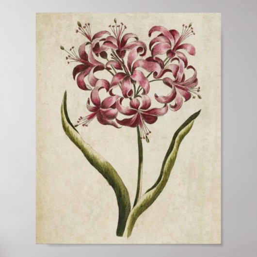 Vintage Botanical Floral Guernsey Lily Print ポスター (正面)