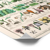 Vintage Botanical: forms Poster ポスター (角)