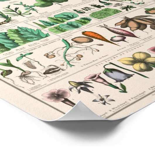 Vintage Botanical: forms Poster ポスター (角)