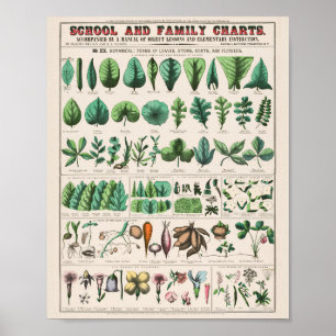 Vintage Botanical: forms Poster ポスター