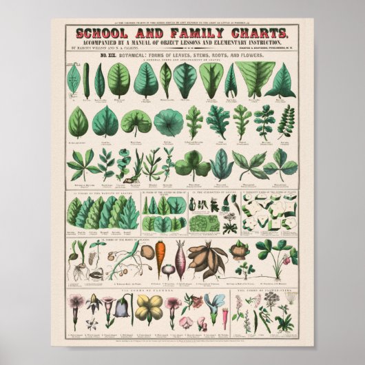 Vintage Botanical: forms Poster ポスター (正面)