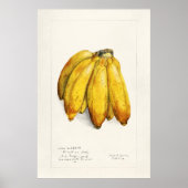 Vintage Botanical Illustration ポスター (正面)