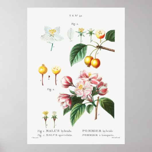 Vintage Botanical Illustration ポスター (正面)