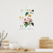 Vintage Botanical Illustration ポスター (キッチン)