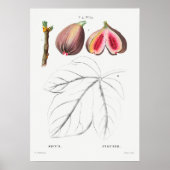 Vintage Botanical Illustration ポスター (正面)