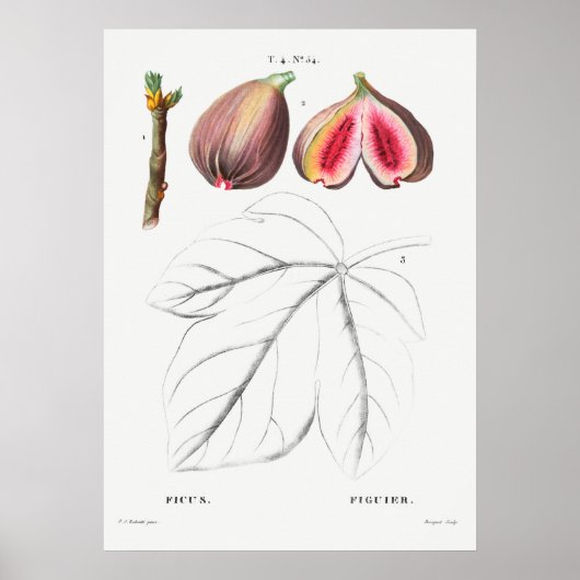 Vintage Botanical Illustration ポスター (正面)