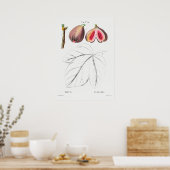 Vintage Botanical Illustration ポスター (キッチン)