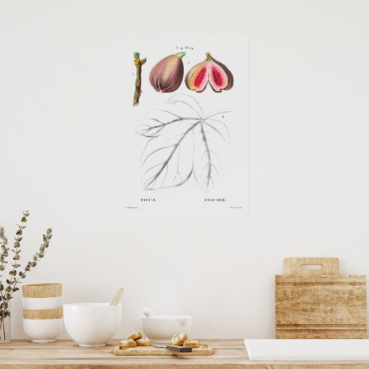 Vintage Botanical Illustration ポスター (キッチン)