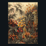 Vintage Botanical Illustration ポスター<br><div class="desc">Beautiful vintage botanical illustration poster print.</div>