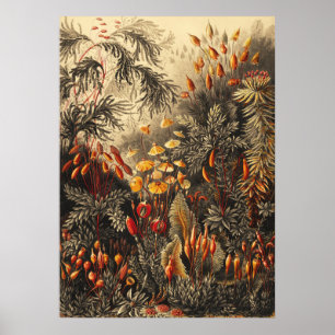 Vintage Botanical Illustration ポスター