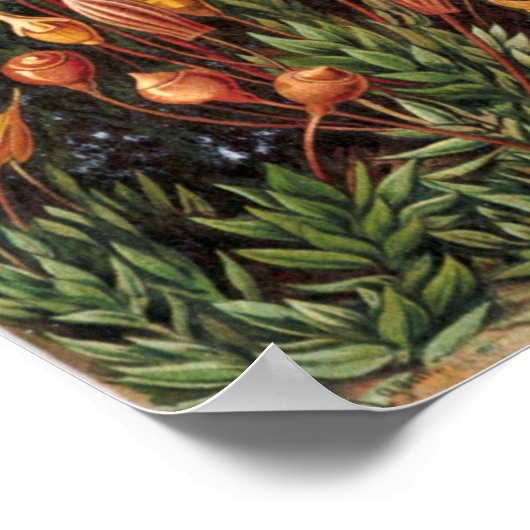 Vintage Botanical Illustration ポスター (角)