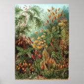 Vintage Botanical Illustration ポスター (正面)