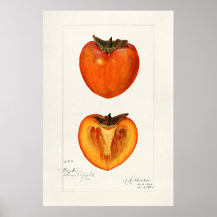 Vintage Botanical Illustration ポスター