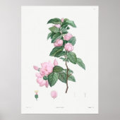 Vintage Botanical Illustration ポスター (正面)