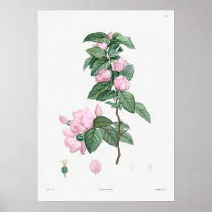 Vintage Botanical Illustration ポスター