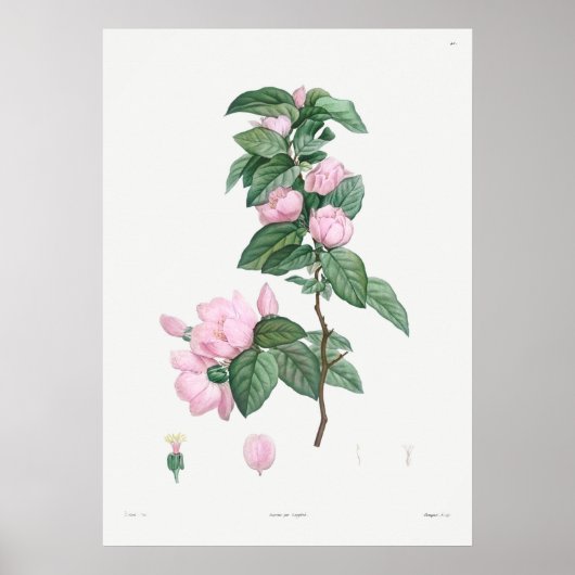Vintage Botanical Illustration ポスター (正面)
