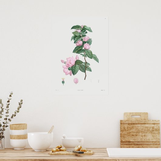 Vintage Botanical Illustration ポスター (キッチン)