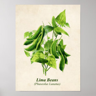 Vintage Botanical Illustration, Butter Bean Vine ポスター