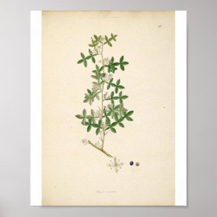 Vintage Botanical Illustration Floral Art ポスター