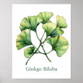 Vintage Botanical Illustration Ginkgo Poster ポスター (正面)