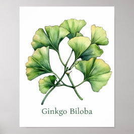 Vintage Botanical Illustration Ginkgo Poster ポスター