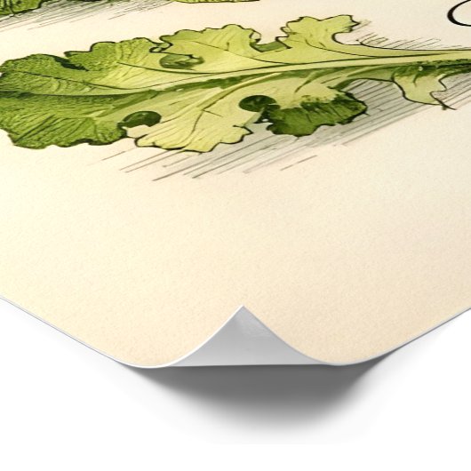 Vintage Botanical Illustration Lettuce Varieties ポスター (角)