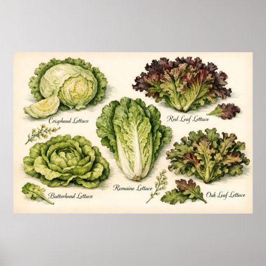 Vintage Botanical Illustration Lettuce Varieties ポスター (正面)