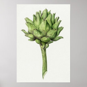 Vintage Botanical Illustration Poster ポスター
