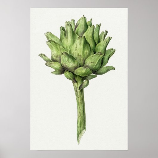 Vintage Botanical Illustration Poster ポスター (正面)