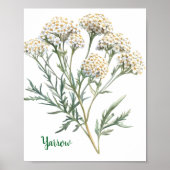 Vintage Botanical Illustration Yarrow ポスター (正面)