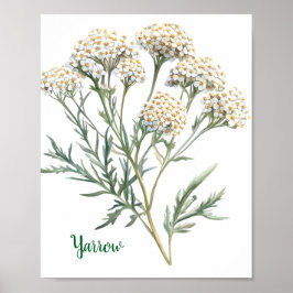 Vintage Botanical Illustration Yarrow ポスター
