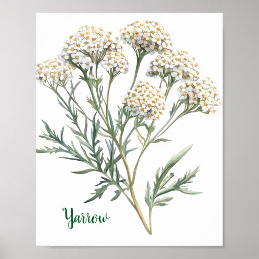 Vintage Botanical Illustration Yarrow ポスター (正面)