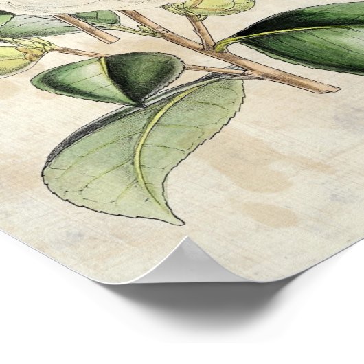 Vintage Botanical Pearl Camellia ポスター (角)